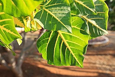 《春逝百年抄》手游将于4月25日登陆安卓＆IOS平台